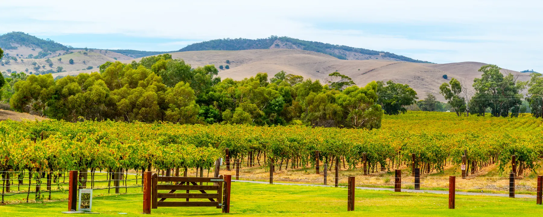 Vineyard rows and a timber farm gate below dry rolling hills and gum trees
