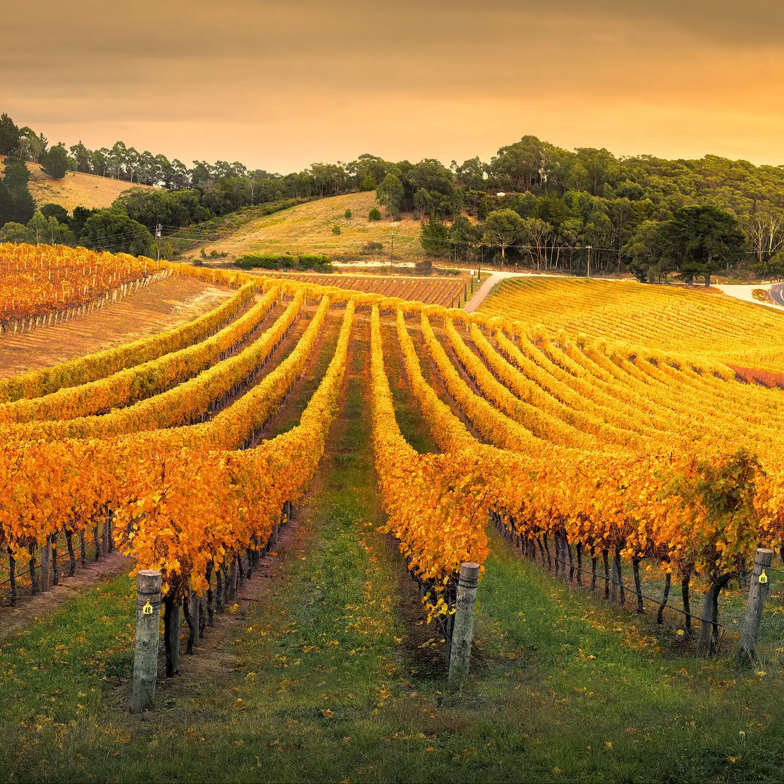 Rows of autumn vines glowing gold at sunset, with gum trees on the hills behind