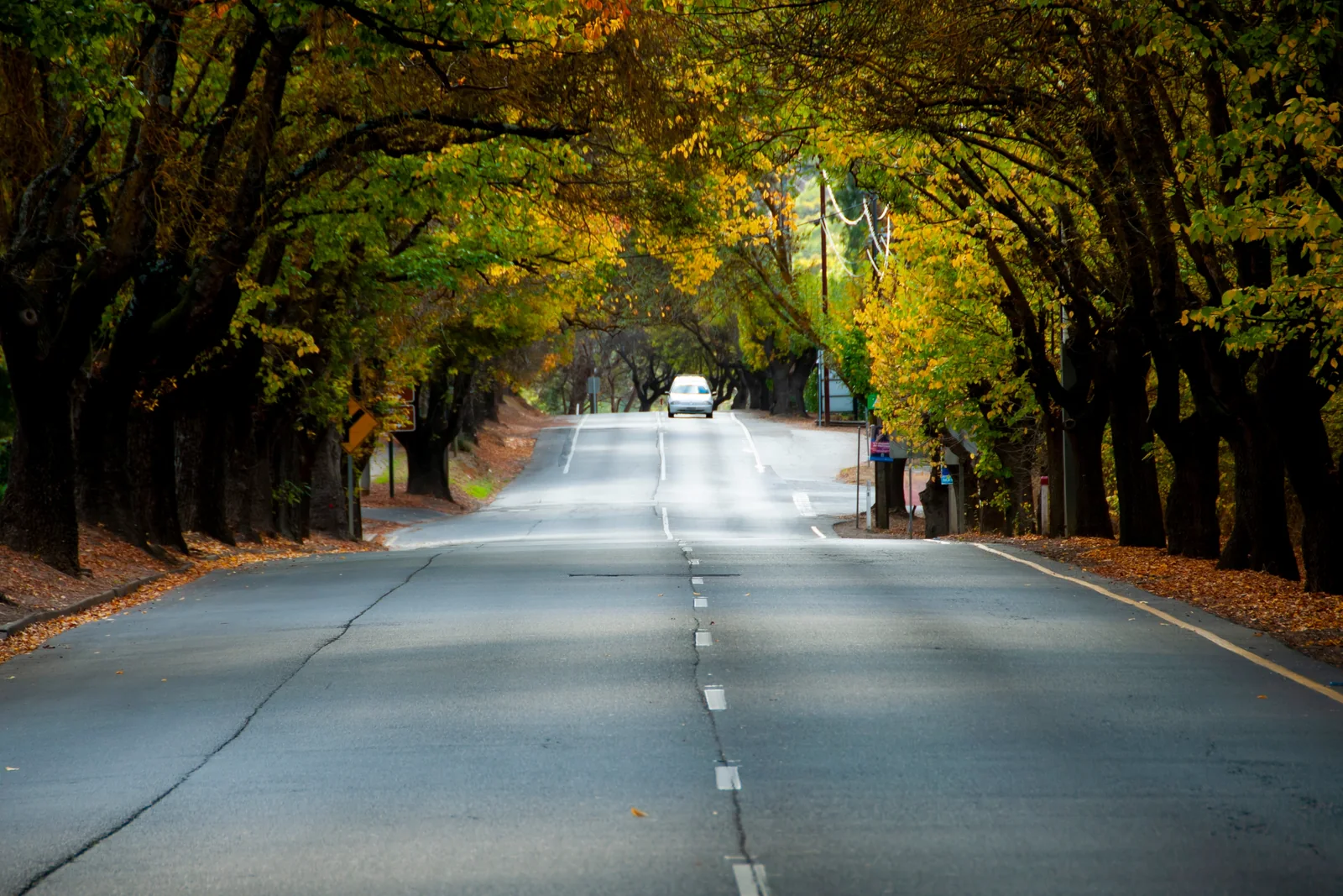 Tree-lined country road in autumn colours