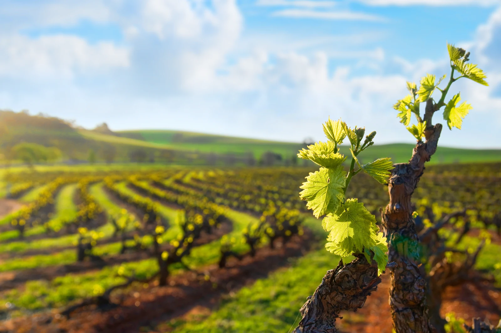 New spring leaves on an old grapevine with vineyard rows behind