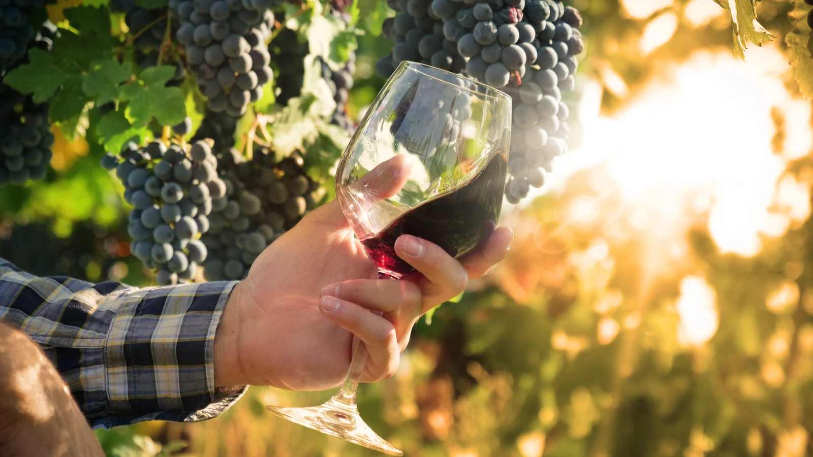 Hand holding a glass of red wine among bunches of black grapes
