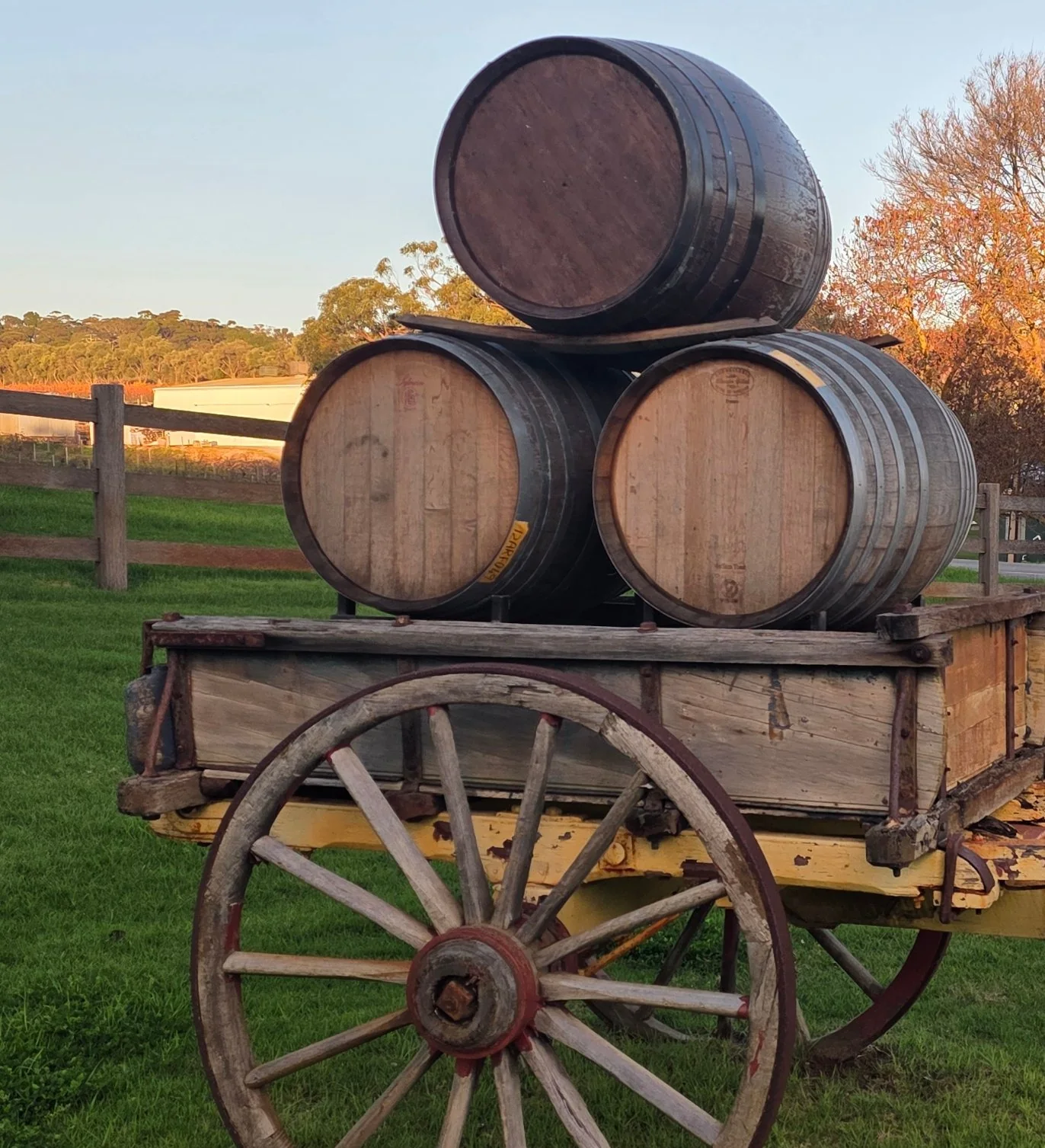 Old wooden cart carrying oak wine barrels at a McLaren Vale cellar door in golden light